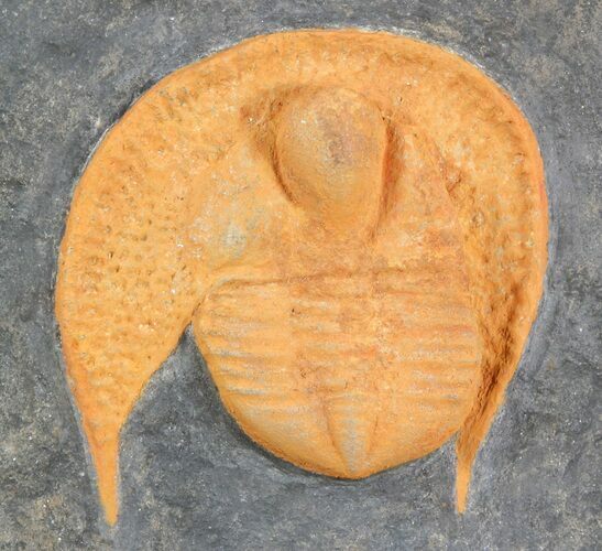 Bright Orange Declivolithus Trilobite #49215